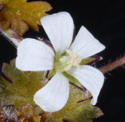 Image: P.B. Heenan © Landcare Research 2014 